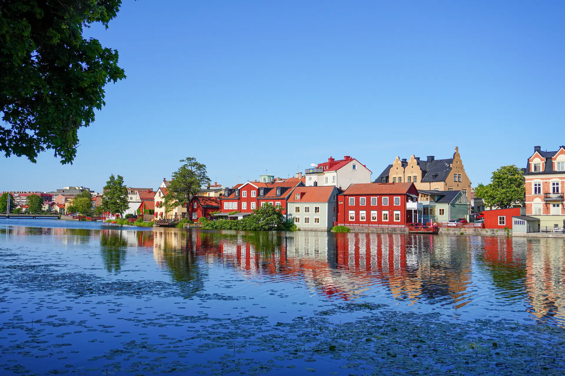 Näckrosblad breder ut sig på ån i Eskilstuna en klarblå sommardag, med den gamla husraden på andra sidan vattnet